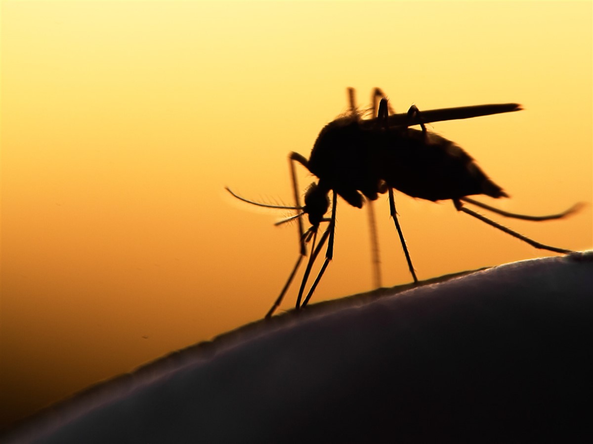 Mối liên hệ mật thiết giữa môi trường và bệnh sốt rét